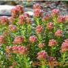 Rhodiola rosea p.e